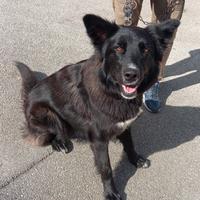 Bleky un anno tg medio grande