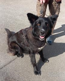 Bleky un anno tg medio grande