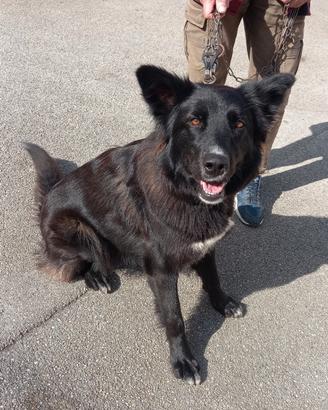 Bleky un anno tg medio grande