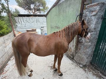 Pony