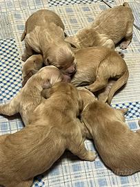 Cuccioli golden