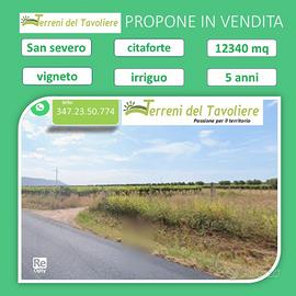 Vigneto Falanghina + Ulivi Secolari San Severo