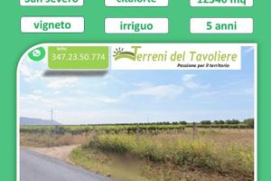 Vigneto Falanghina + Ulivi Secolari San Severo