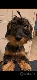 Bassotto con pedigree da monta