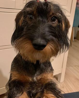 Bassotto con pedigree da monta