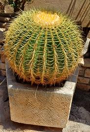 Echinocactus grusonii completo di vaso in pietra.