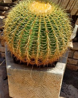 Echinocactus grusonii completo di vaso in pietra.