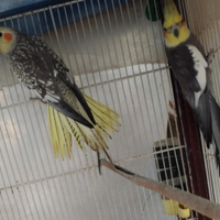 Calopsite e Coccorite