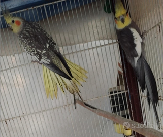 Calopsite e Coccorite