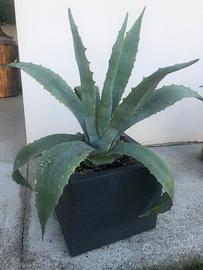 Pianta Agave