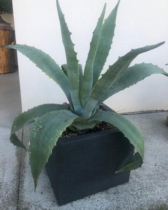 Pianta Agave