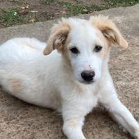 Fuffy un contrentrato di dolcezza