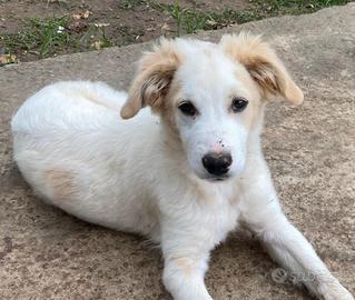 Fuffy un contrentrato di dolcezza