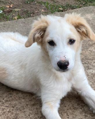 Fuffy un contrentrato di dolcezza