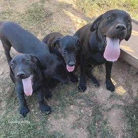 Cuccioli di Labrador Retriever neri