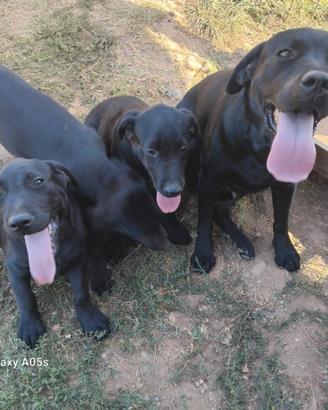 Cuccioli di Labrador Retriever neri