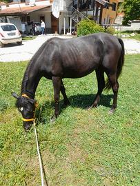 Pony morella