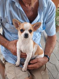 Chihuahua a pelo corto maschio