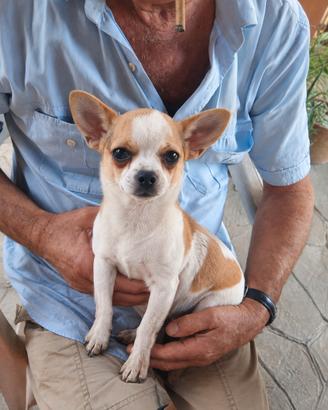 Chihuahua a pelo corto maschio