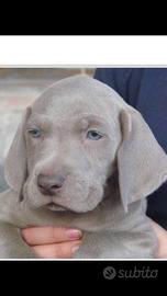 Cucciolo di weirmaraner
