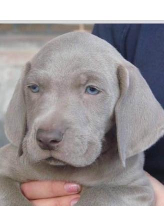 Cucciolo di weirmaraner