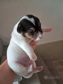 CUCCIOLI DI JACK RUSSELL TERRIER