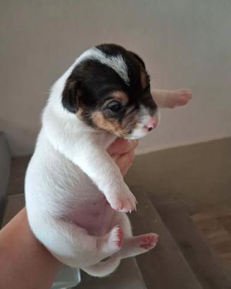 CUCCIOLI DI JACK RUSSELL TERRIER