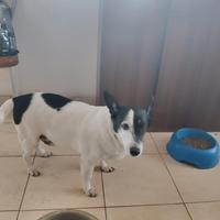 Chicco: 10 anni, dolcissimo e socievole