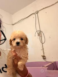 Maltipoo