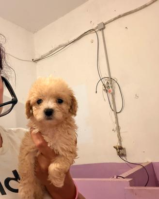 Maltipoo