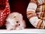 Immagine 17