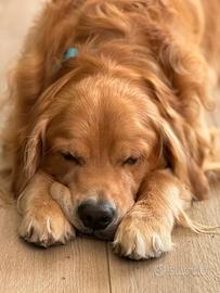 Golden retriver