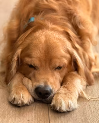 Golden retriver