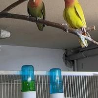 Inseparabili roseicollis