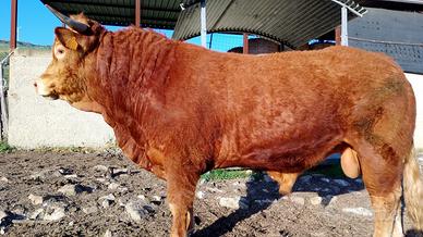 Toro disponibile