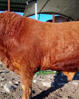 Toro disponibile