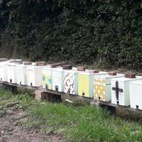 Nuclei api Carnica Selezionata