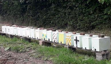 Nuclei api Carnica Selezionata