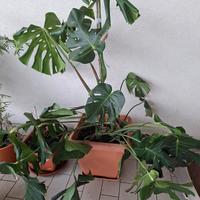 Pianta monstera