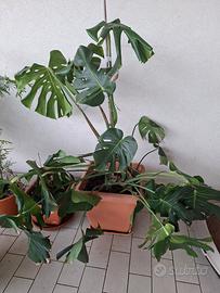 Pianta monstera