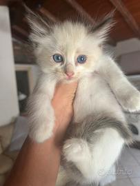 Cuccioli di ragdoll