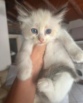 Cuccioli di ragdoll
