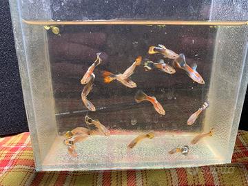 Guppy