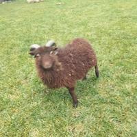 Pecora nana d'ouessant