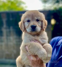 Golden Retriever Americano
