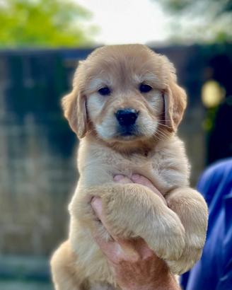 Golden Retriever Americano