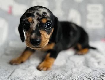 Bassotti Kaninchen toy