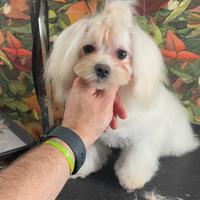 Maltese coreano maschio