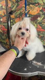 Maltese coreano maschio