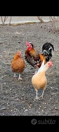 Galline nane da cova e galli millefiori